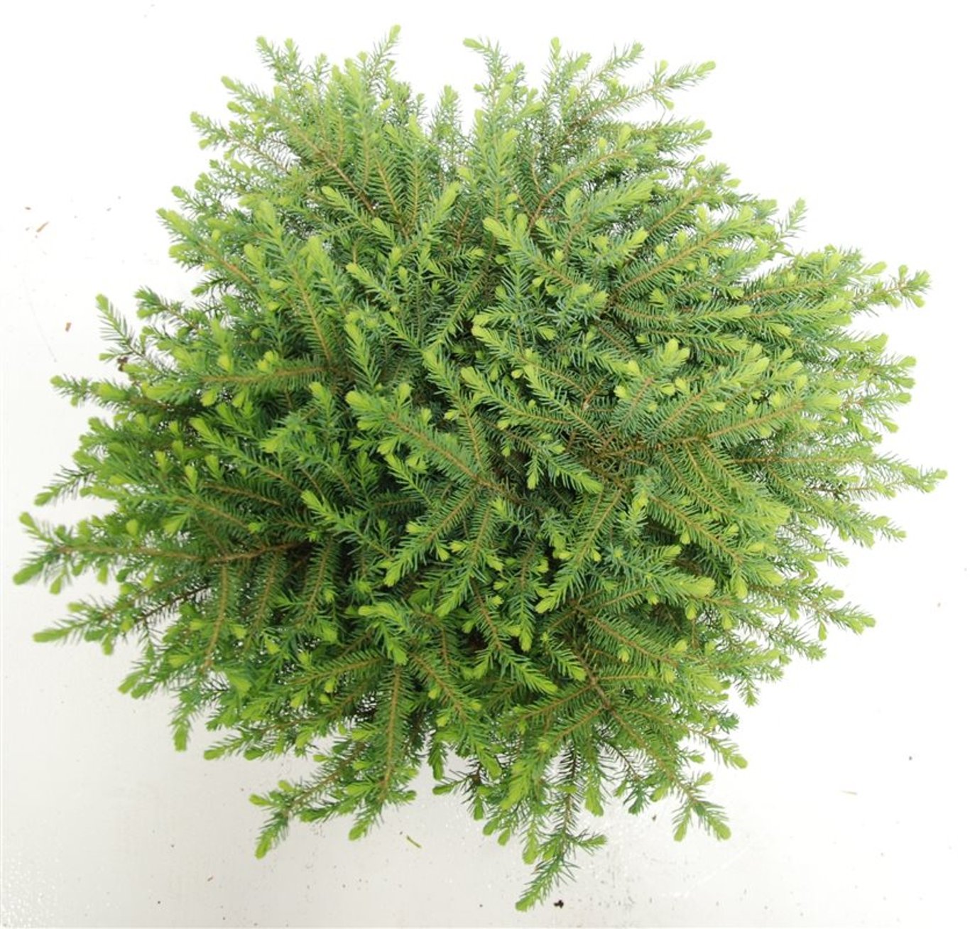 Picea mariana 'Nana' - C12 50-60 CM